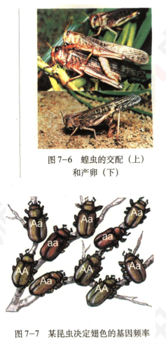 2019上半年上海教师资格证高中面试真题：种群是生物进化的基本单位