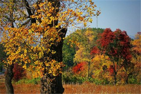 上海教师资格普通话有哪些等级?
