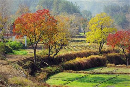 非师范生可以报考上海教师编制吗?