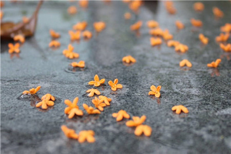 上海市普通话证书补办流程是怎样的?